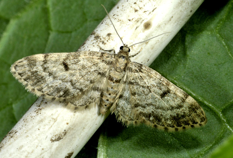 Eupithecia tantillaria ed Eupithecia satyrata